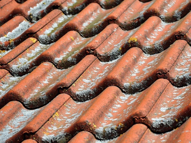 Moss Removal and Roof Cleaning services in Vancouver