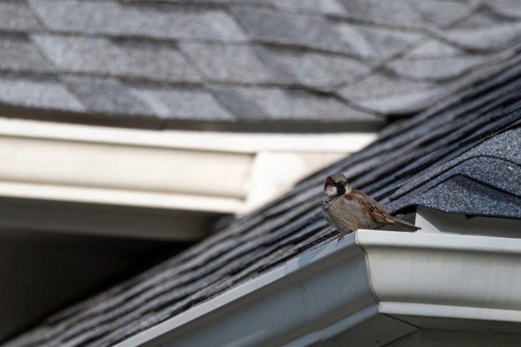 how many layers of asphalt shingles are allowed​