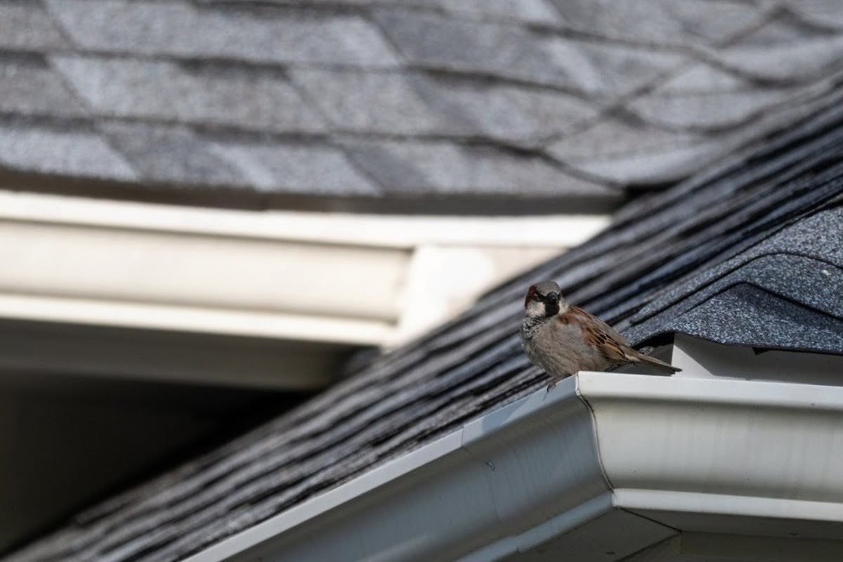 how many layers of asphalt shingles are allowed​