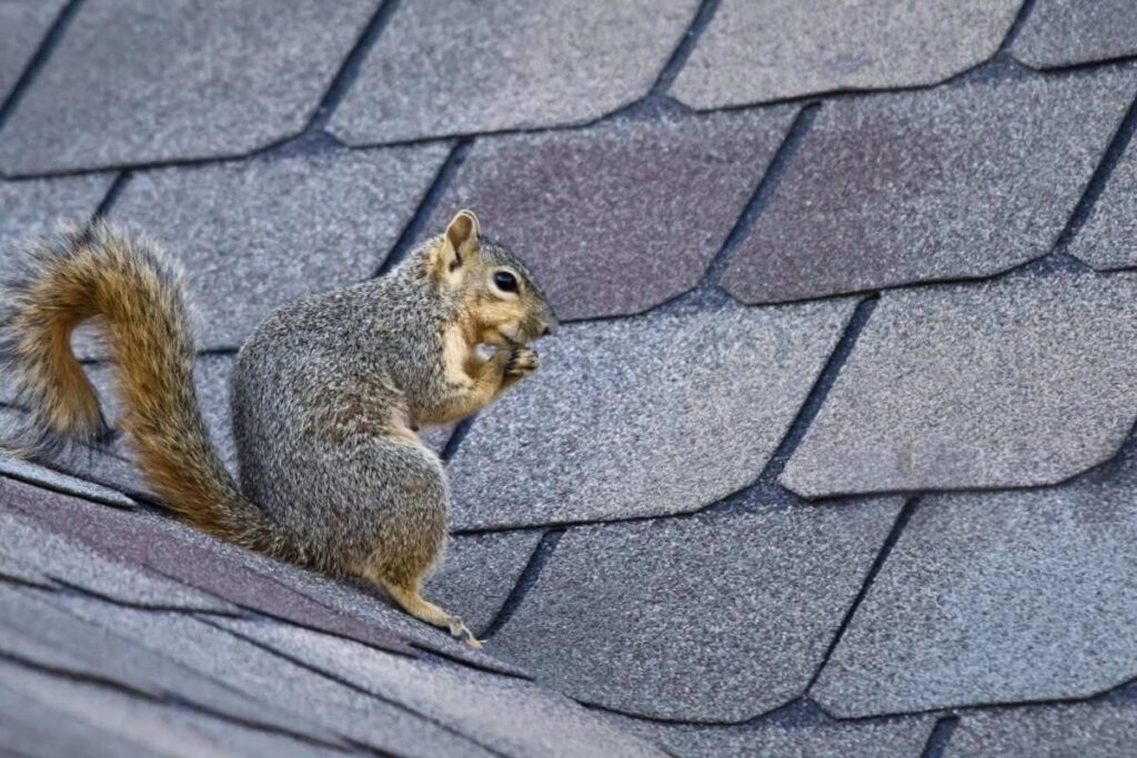 Roof Damage from Wildlife