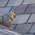 Wildlife Control Vancouver: Stop Raccoons, Squirrels, Birds